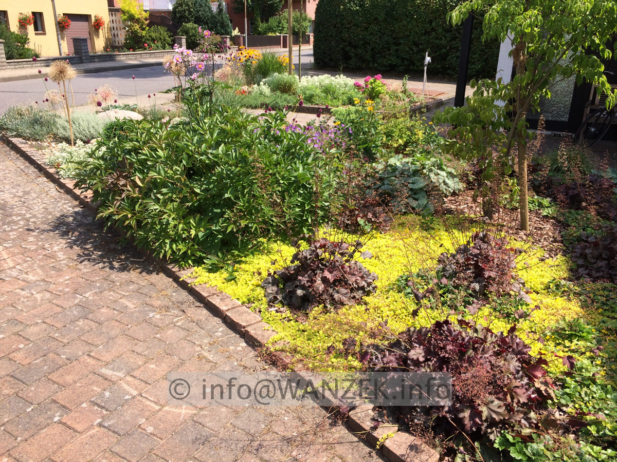 Lysimachia nummularia Aurea.JPG